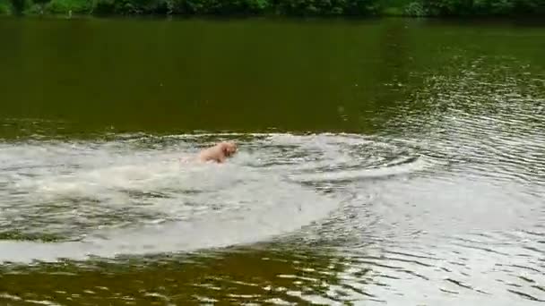 Swimming Dog Retrieving Wooden Branch Young Golden Retriever Dog Swimming — Stock Video