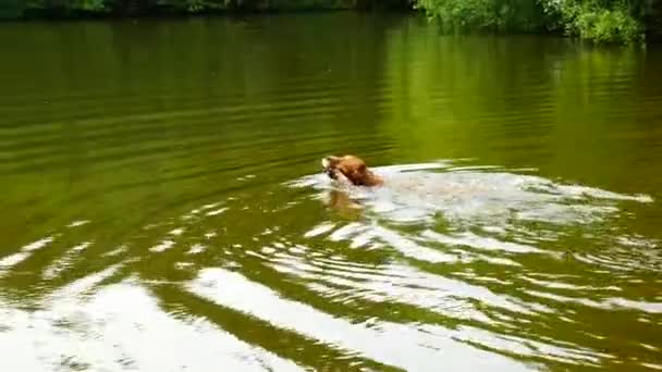 ゴールデンレトリバー 犬は池で泳ぐ 支店で遊んでと木々 の下の冷たい水をお楽しみください — ストック動画