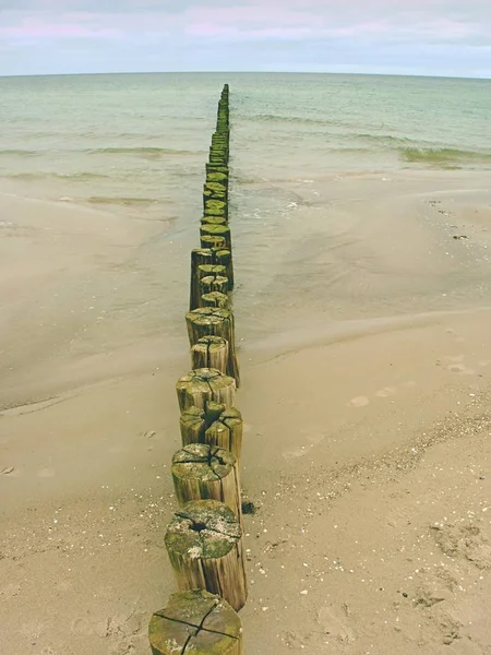 Vieja Estructura Madera Cubierta Algas Verdes Playa Durante Marea Baja —  Fotos de Stock