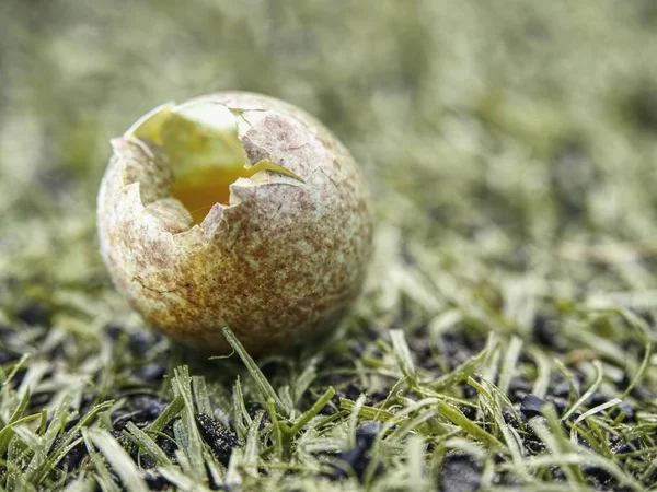 Macro photo. View through broken eggshell to spoiled yolk. Birds throw down cold egg from their nest. Sad life situation.