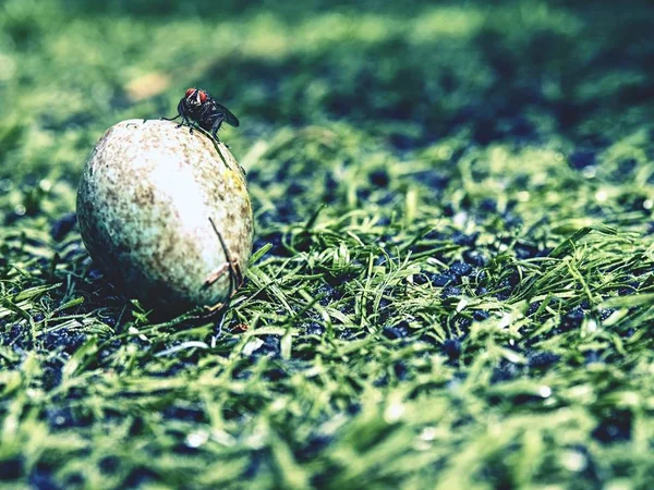 파리는 잔디에서 깨진된 계란에 — 스톡 사진