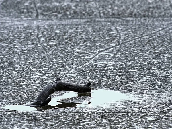 Розбита Соснова Гілка Замерзлому Озері Прихований Ставок Засніженому Лісі Крупним — стокове фото