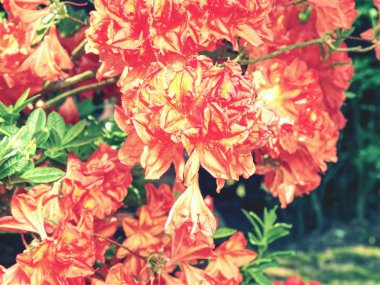 Ormangülü çiçek farklı renklerde çiçekli bitkilerde. Açelya çalılar güneşin yaprakları üzerinde su damlacıkları ile. Rodendron yağmur sonra