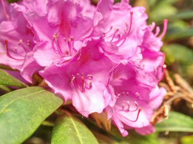 Zengin pink açelya (rhododendron) çalı veya çalı ve Japon bahçesi yapraklarında. Sezon çiçekli mor açelya