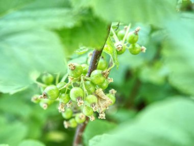 Frenk üzümü ekşi yeşil unrippable meyveler. Bush, bahçede yeşil yaprakları ile kırmızı kuş üzümü