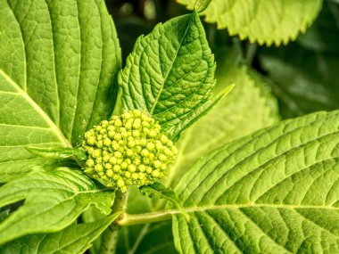 Genç büyük yeşil yaprakları ile beyaz ortanca çiçekleri yeşil. Yeşil ortanca bitkilerde Bahçe