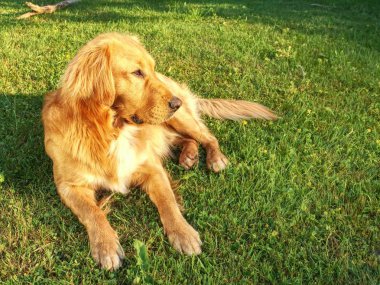 Golden Retriever köpek çim üzerinde yalan güneşli yaz günde sakin. Akıllı köpek zevk rahatla insan arkadaş grubu oynadıktan sonra.
