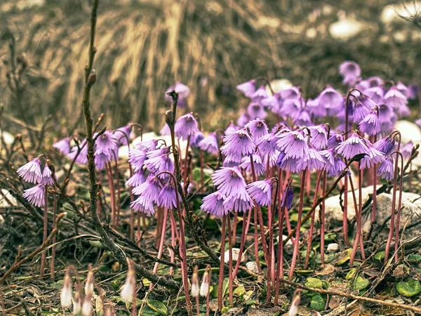 Soldanelle Des Alpes Soldanella Alpina Flores Roxas Suaves Sino Neve — Fotografia de Stock