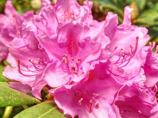 Härlig Azalea Rosa Blomma Säng Trädgård Blommande Gren Rhododendron Våren — Stockfoto