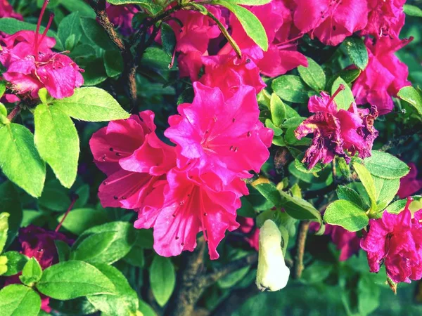 Krásné Azalea Pink Květnici Postel Pobočka Kvetoucí Rododendron Jarní Zahradě — Stock fotografie