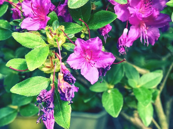 Kvetoucí Bonsaje Strom Růžové Azalka Květináči Japonské Zahradě Closeup Rododendronů — Stock fotografie