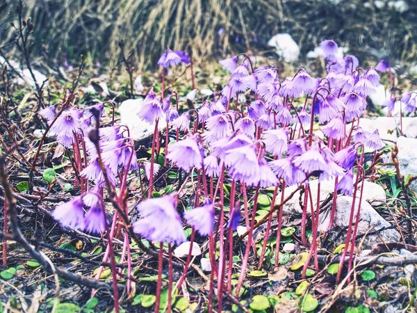 Soldanelle des Alpes, Soldanella alpina. Gentle purple blossoms of Alpine snowbell Soldanella alpina,  Natural Park Italy