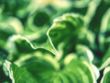 Hosta bitki. Dekoratif formu popüler çiçek, çiçek yatak ile köy park