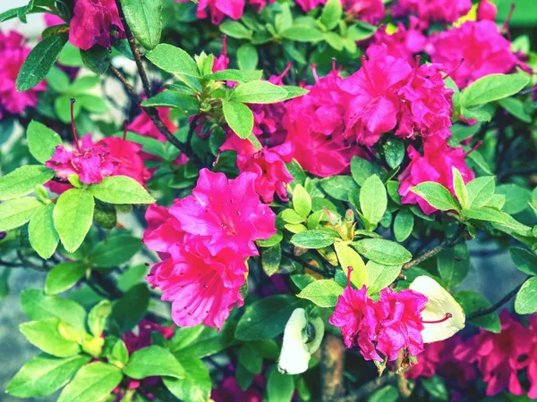 Růžový Azalky Rhododendron Bonsai Rostliny Zahradě Růžový Kvetoucí Azalky Bonsai — Stock fotografie