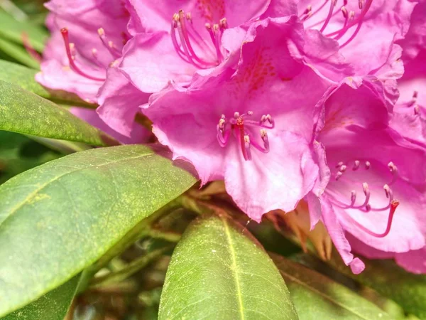 Rika Rosa Azalea Rhododendron Bush Eller Buske Och Bladen Den — Stockfoto