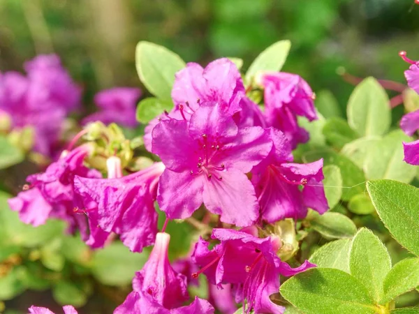 Rijke Roze Azalea Rhododendron Bush Struik Bladeren Japanse Tuin Seizoen — Stockfoto