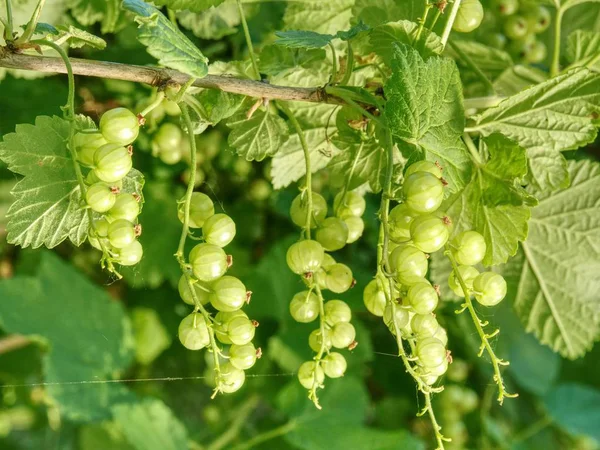 Sour Green Unrippable Berries Red Currant Bush Red Currant Green — Stock Photo, Image