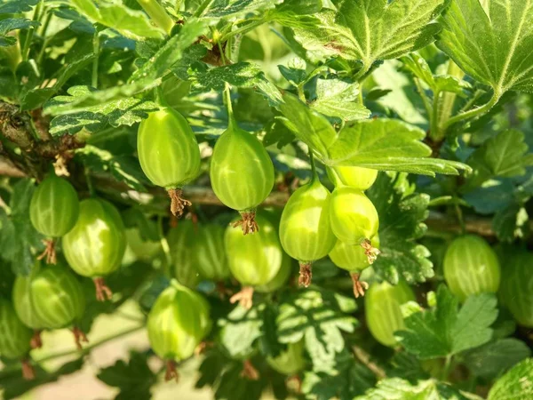 Detail Branch Young Green Ripe Gooseberries Gooseberries Spiky Bush Garden — Stock Photo, Image