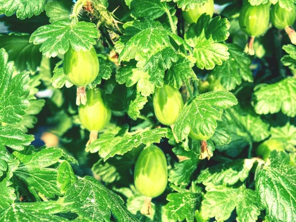 Stachelbeerstrauch Mit Unreifen Beeren Saure Grüne Stachelbeeren Junger Schöner Stachelbeerstrauch — Stockfoto