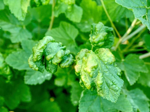 Currant Leaves Affected Mites Illness Plant Currant Affected Parasite Leaves — Stock Photo, Image