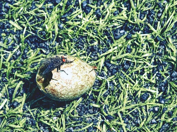 The new life is born. Cracked bird egg on the grass. Black fly sit on empty broken shell. Wild life macro