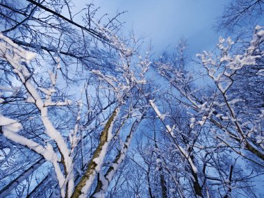 Ağaçların dalları gizemli bir ormandaki taze karla kaplıdır. Akşam heyecan verici bir soğuk sezon