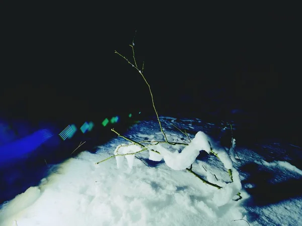 冬季森林景观 霜冻树后 冬季降雪在黑夜中 冬天自然 — 图库照片