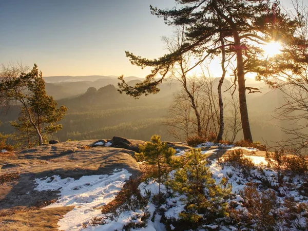 Zůstat Zasněženém Lese Horách První Sluníčko Projít Větve Stromů — Stock fotografie
