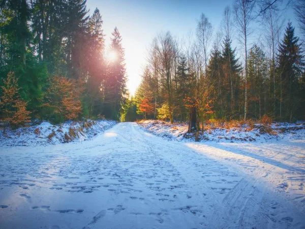 Snöiga Skogsväg Tidig Vinter Skog Solig Dag Färsk Pudersnö Med — Stockfoto
