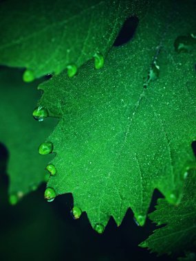 Çiğ yeşil ipuçları birkaç damla bırakır, inci bir kolye gibi asma. Üzüm suyu ile yaprak düşer, arka plan bulanık