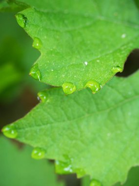Grup bahar taze yeşil yaprakları arasında gizli genç şarap üzüm