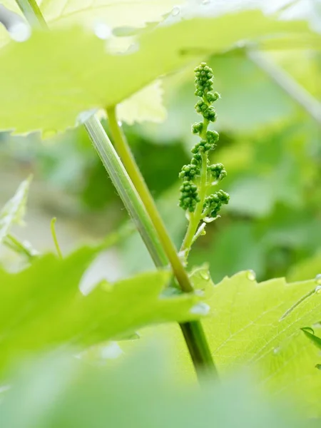 Jeune Branche Vigne Verte Printemps Jeune Feuille Vigne Détaillée — Photo