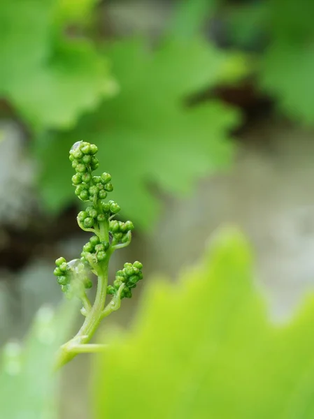 Giovane Tralcio Vite Verde Primavera Dettagliata Foglia Vite Giovane — Foto Stock