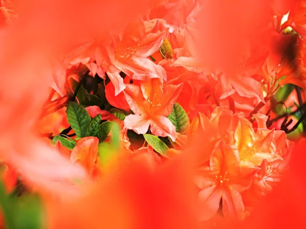 Red Orange Azalea Flower Bush Stamens Pollen Orange Red Rhododendronin — Stock Photo, Image