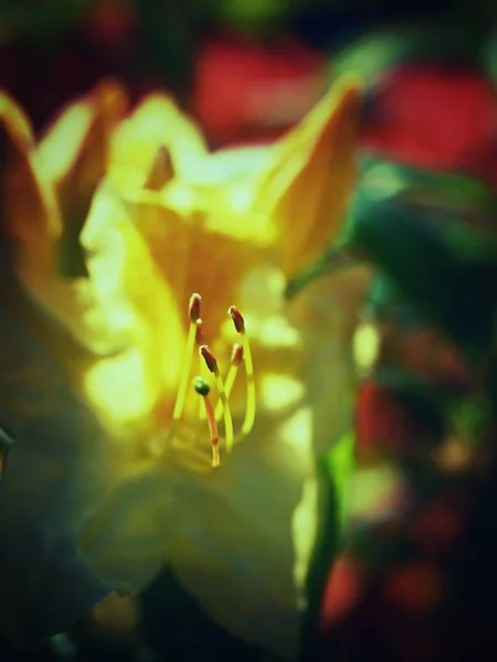 Bela Azálea Amarela Rica Floresce Jardim Agradável Cheiro Primavera — Fotografia de Stock