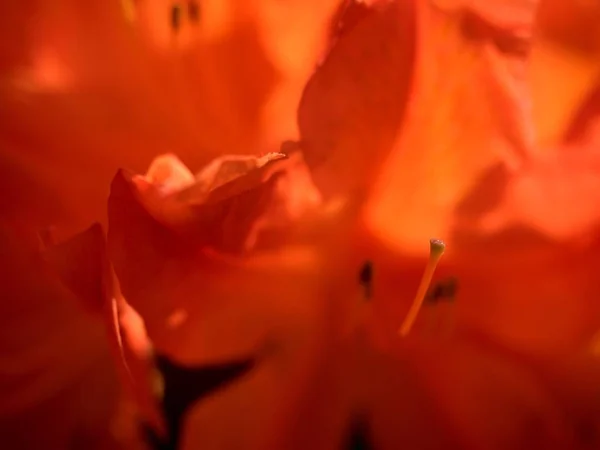 驚くほど咲いてビレア シャクナゲ 燃えるような明るい花が植物園に咲きます 都市公園における偉大な開花オレンジ シャクナゲ — ストック写真