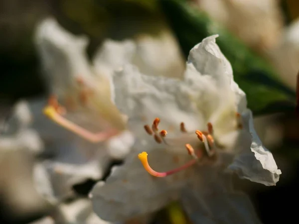 Snow White Buds Background Green Foliage White Petals Delicate Flowers — Stock Photo, Image