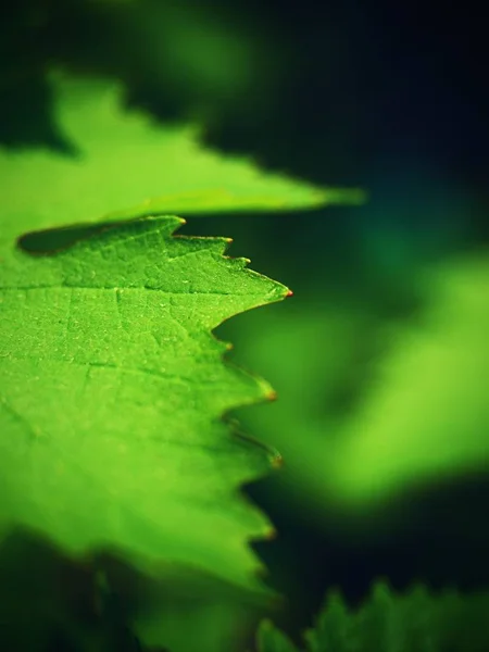 Young Grape Leaves Checking Growth Young Wine Grapes Nature — Stock Photo, Image