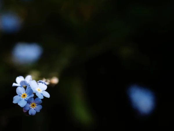 Pomněnka Jemné Modré Květy Letní Zahradě Malé Modré Květy Pomněnka — Stock fotografie