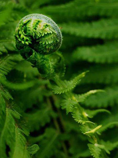 Fresh Fern Leaf Unrolling Young Frond Botanical Garden Blossoming Fern — Stock Photo, Image