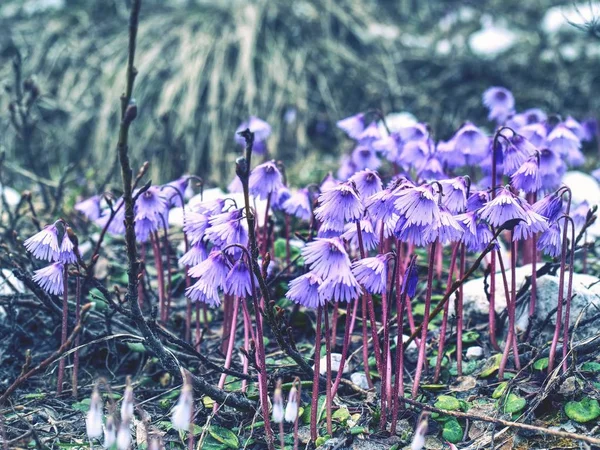 Alpine Snowbell Soldanella Alpina Één Van Eerste Bloesems Bevriezen Weilanden — Stockfoto