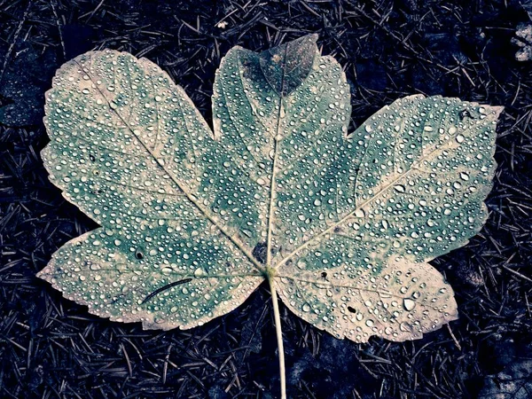 Shine rain drops on fallen maple leaf. Reflection in drops. Big yellow green maple leaf broken by strong wind.