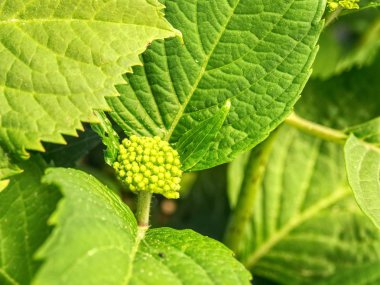 Ortanca yağmur damlaları ile yeşil yapraklar. Taraftan görüntüleyin. Şube yeşil yaprakları ile bahar çiçekleri. Bahçecilik ve Bahçe Çiçekçilik bush kartopu.