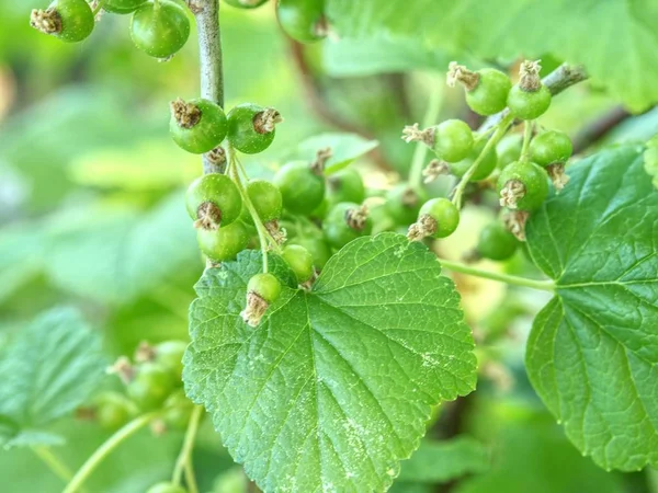 Sour Green Unrippable Berries Red Currant Bush Red Currant Green — Stock Photo, Image