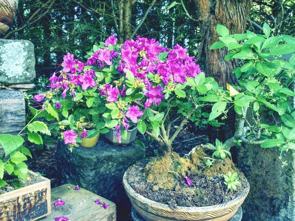 Różowa Azalia Rhododendron Bonsai Roślin Ogrodzie Różowy Kwitnienia Azalii Bonsai — Zdjęcie stockowe