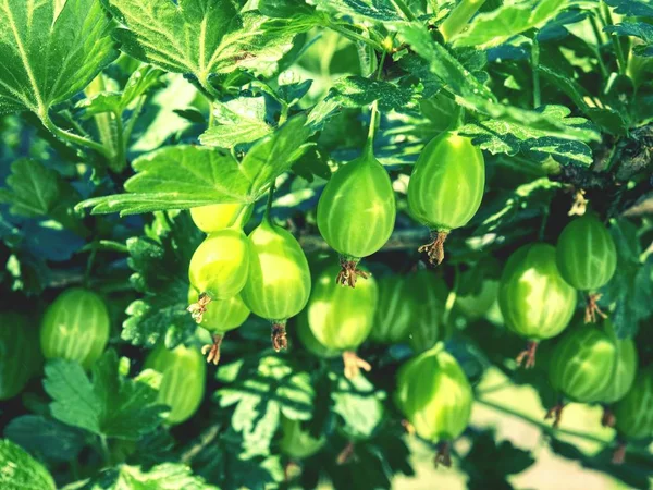 Bush Green Gooseberry Unripe Berries Sour Green Gooseberries Young Beautiful — Stock Photo, Image