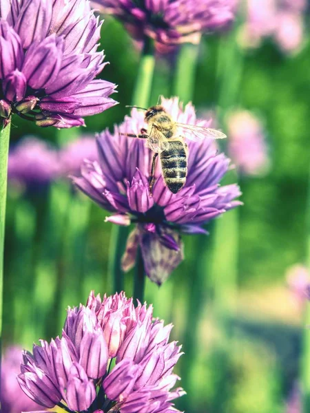 Rich Purple Pažitka Květiny Květu Květy Fialové Pažitka Roste Bylinkové — Stock fotografie