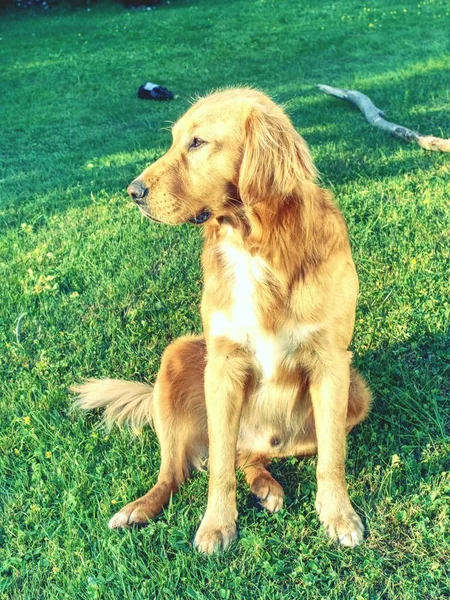 年轻的金猎犬在公园的草地上放松 可爱的猎犬坐在外面看着黄昏的阳光 — 图库照片