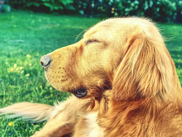 Portrait Calm Golden Retriever Healthy Athletic Body Smart Lying Dog — Stock Photo, Image