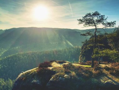 Derin puslu vadi çam ve kayın dallarına aracılığıyla daybreak içinde görüntüleyin. Kumtaşı doruklarına sisli kökenli arttı